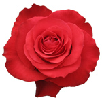 Rose Altamira 50cm - Bunch of 25 Stems