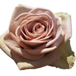 Rose Amnesia 60cm - Bunch of 25 Stems