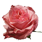 Rose Art Rose 70cm - Bunch of 25 Stems