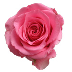 Rose Ballet 70cm - Bunch of 25 Stems