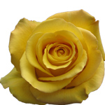 Rose Bikini 40cm - Bunch of 25 Stems