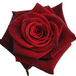 Rose Black Baccara 60cm - Bunch of 25 Stems