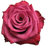 Rose Blueberry 40cm - Bunch of 25 Stems