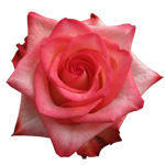 Rose Blush 60cm - Bunch of 25 Stems