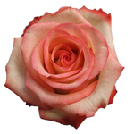 Rose Boheme 40cm - Bunch of 25 Stems
