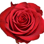 Rose Brave 60cm - Bunch of 25 Stems