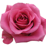 Rose Breezer 50cm - Bunch of 25 Stems