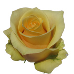 Rose Butterscotch 70cm - Bunch of 25 Stems