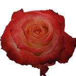 Rose Cabaret 70cm - Bunch of 25 Stems