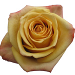 Rose Canela 40cm - Bunch of 25 Stems