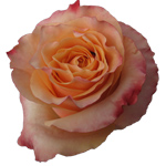 Rose - Carpediem 60cm