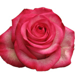 Rose Carousel 50cm - Bunch of 25 Stems