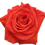 Rose Cayenne 40cm - Bunch of 25 Stems