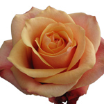 Rose Cherry Brandy 40cm - Bunch of 25 Stems