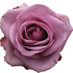 Rose Cool Water 40cm - Bunch of 25 Stems