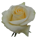 Rose Creme de la Creme 50cm - Bunch of 25 Stems