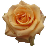 Rose Cumbia 50cm - Bunch of 25 Stems