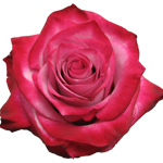 Rose Deep Purple 60cm - Bunch of 25 Stems