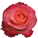 Rose Duett 70cm - Bunch of 25 Stems