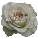 Rose Early Grey 70cm - Bunch of 25 Stems