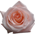 Rose Engagement 70cm - Bunch of 25 Stems