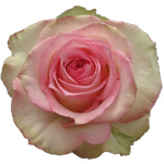 Rose Esperance 60cm - Bunch of 25 Stems