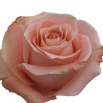 Rose Fado 60cm - Bunch of 25 Stems