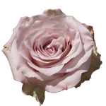 Rose Faith 50cm - Bunch of 25 Stems