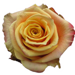 Rose Fancy Curiosa 70cm - Bunch of 25 Stems