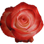 Rose Farfalla 50cm - Bunch of 25 Stems