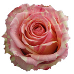 Rose Fiesta 50cm - Bunch of 25 Stems