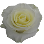 Rose First Lady 50cm - Bunch of 25 Stems