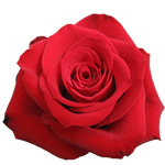 Rose Freedom 40cm - Bunch of 25 Stems