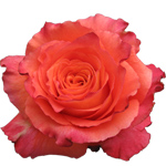 Rose Free Spirit 50cm - Bunch of 25 Stems