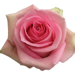 Rose Fusion 40cm - Bunch of 25 Stems