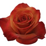 Rose Giotto 50cm - Bunch of 25 Stems