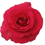 Rose Gotcha 40cm - Bunch of 25 Stems