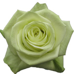 Rose Green Tea 70cm - Bunch of 25 Stems