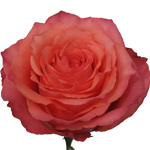 Rose Hard Rock 50cm - Bunch of 25 Stems