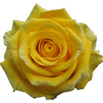 Rose High & Exotic 60cm - Bunch of 25 Stems