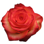Rose High & Magic 60cm - Bunch of 25 Stems