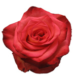 Rose High & Orange 70cm - Bunch of 25 Stems