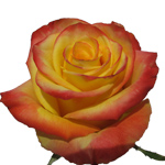 Rose High & Yellow Magic 50cm - Bunch of 25 Stems
