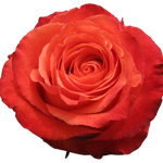 Rose High & Intenzz 60cm - Bunch of 25 Stems