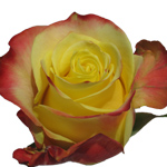 Rose Hot Merengue 60cm - Bunch of 25 Stems