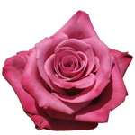 Rose Hot Spot 60cm - Bunch of 25 Stems