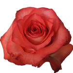 Rose Iguana 50cm - Bunch of 25 Stems