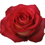 Rose Iguazu 60cm - Bunch of 25 Stems