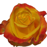 Rose Intense 40cm - Bunch of 25 Stems