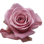 Rose Keano 50cm - Bunch of 25 Stems